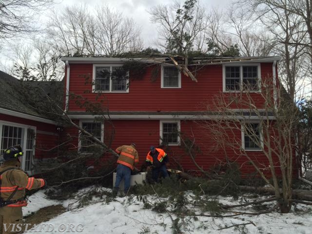 Tree on house call - March 2015